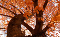 在线电话轰炸工具